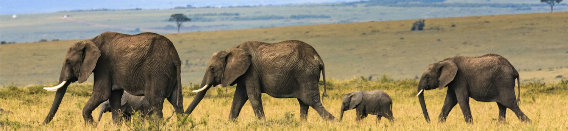 LL.M. in Afrika 3 Bildschirmfoto 2026 04 23 um 10.20.19